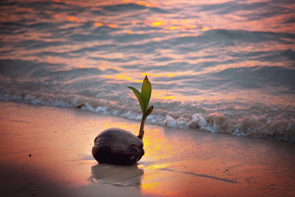 Single sprouting seed on beach