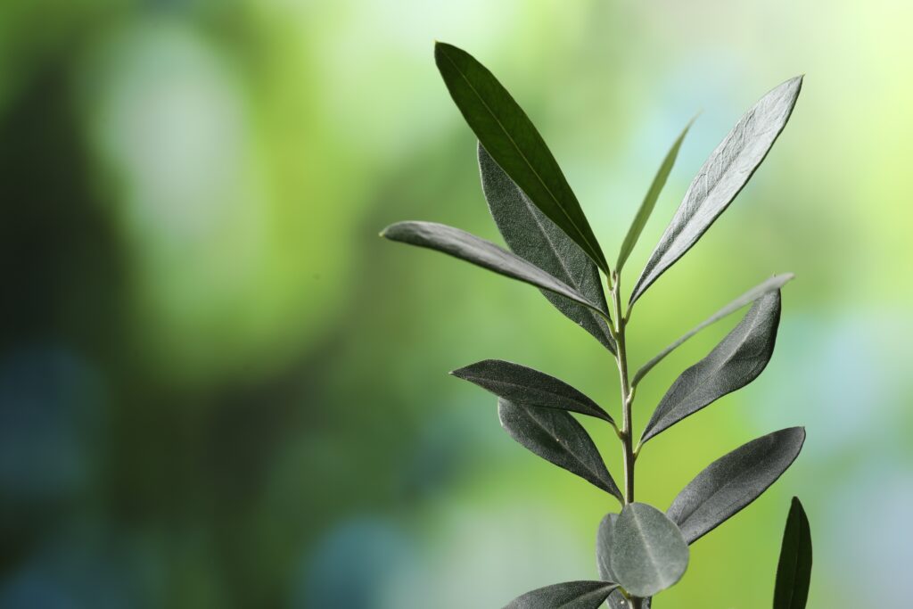 Dew drops on fresh green leaf symbolising renewal and growth